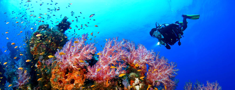 "¡Es tan azul!" son las primeras palabras pronunciadas por muchos buzos en Cozumel. El coral imponente, las temperaturas agradables y la visibilidad estelar bendicen este reino submarino