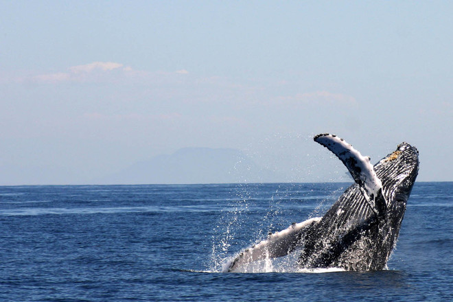 Observa las impresionantes ballenas en Mazatlán