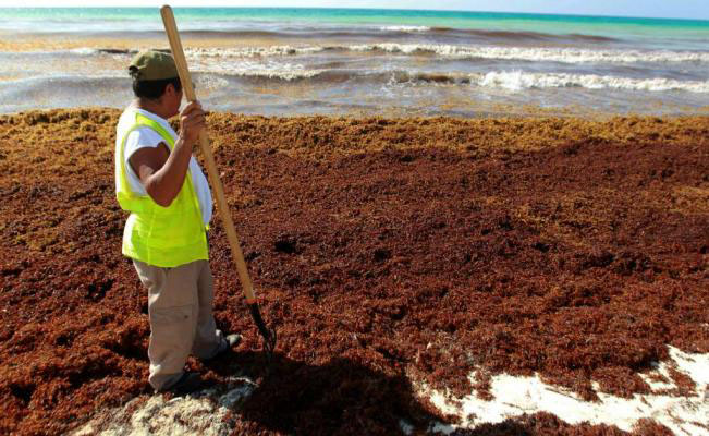 Retiran diariamente algas malolientes de las playas de Cancún